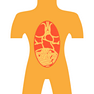 Anatomy icon